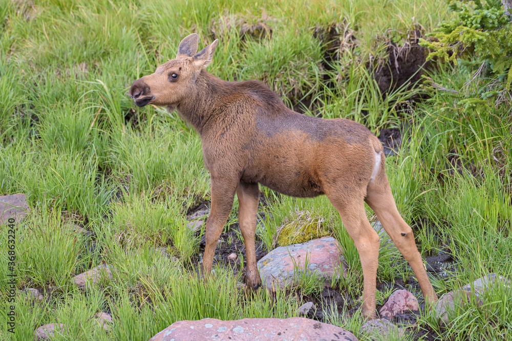 Fototapeta premium Moose in the Colorado Rocky Mountains