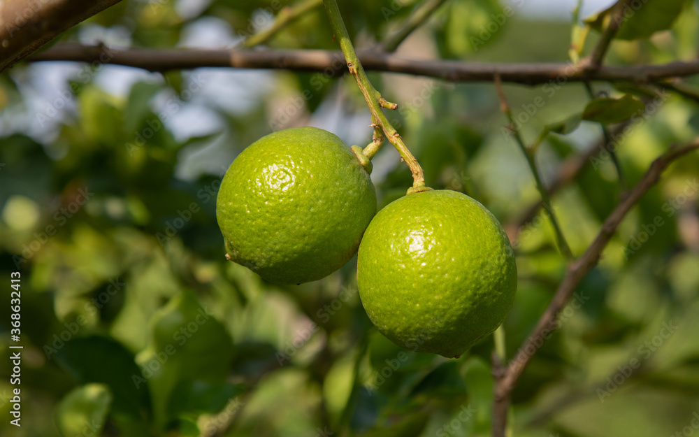 Close up shot of fresh, bright green with yellowish lemon (or lime) on the branch of tree in the organic rural garden in the northern Thailand. Fruit is ripe and ready to harvest for selling