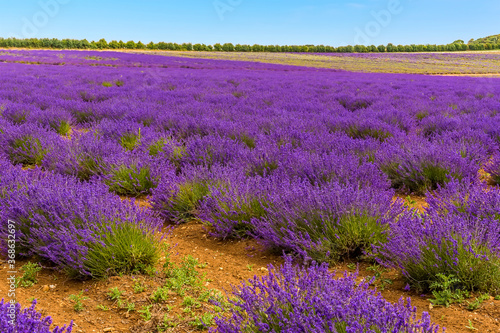 A sea of purple lavender in bloom in a field in the village of Heacham  Norfolk  UK
