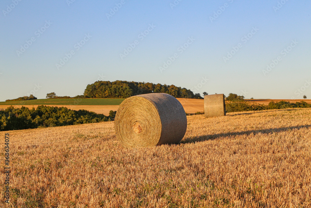 Hay bales on an agricultural field. Rural nature on the farm