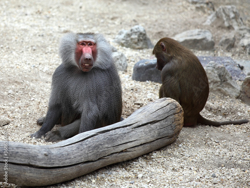 Two hamadryas baboons photo