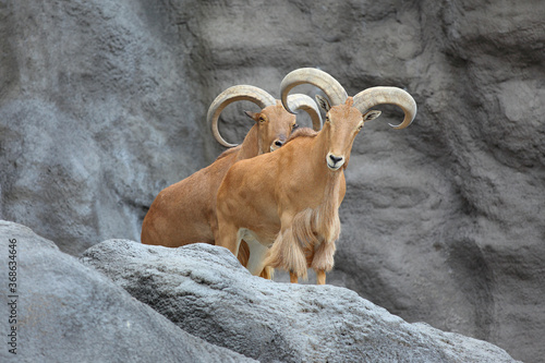 Barbary sheeps (Ammotragus lervia) standing on rock hill. photo