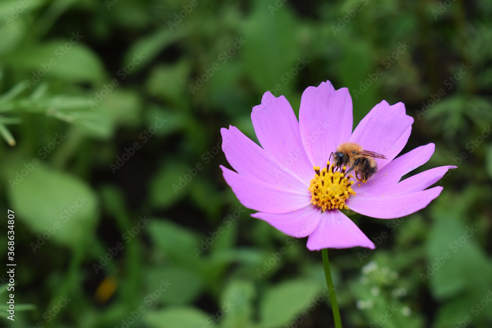bee on a flower bee on a flower