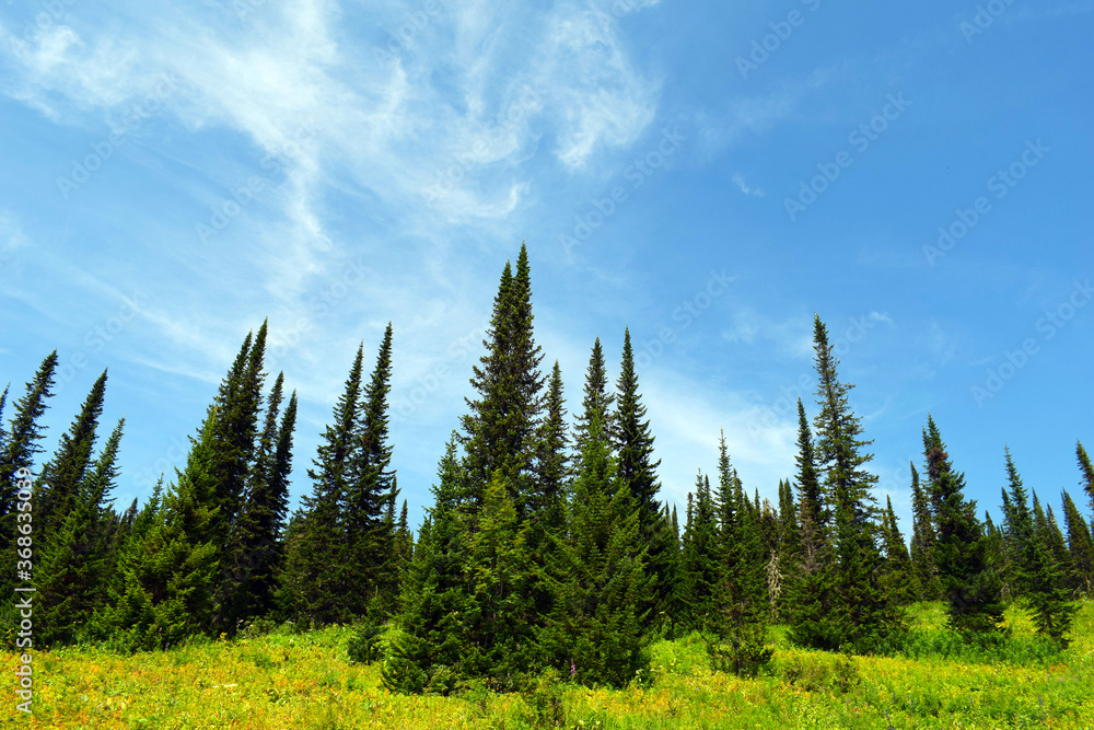 Tall spruce trees reach up to the sky. Ergaki nature Park. East Sayan ridge. Beautiful nature of Siberia. Tall pines and firs. Mountain landscape. Blue sky. Hard rock.