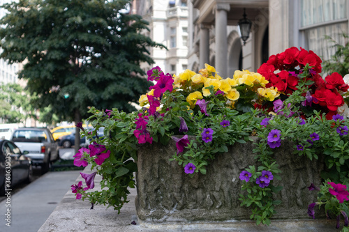 Colorful Flowers during Summer in a Stone Planter on the Upper East Side of New York City along a Sidewalk 