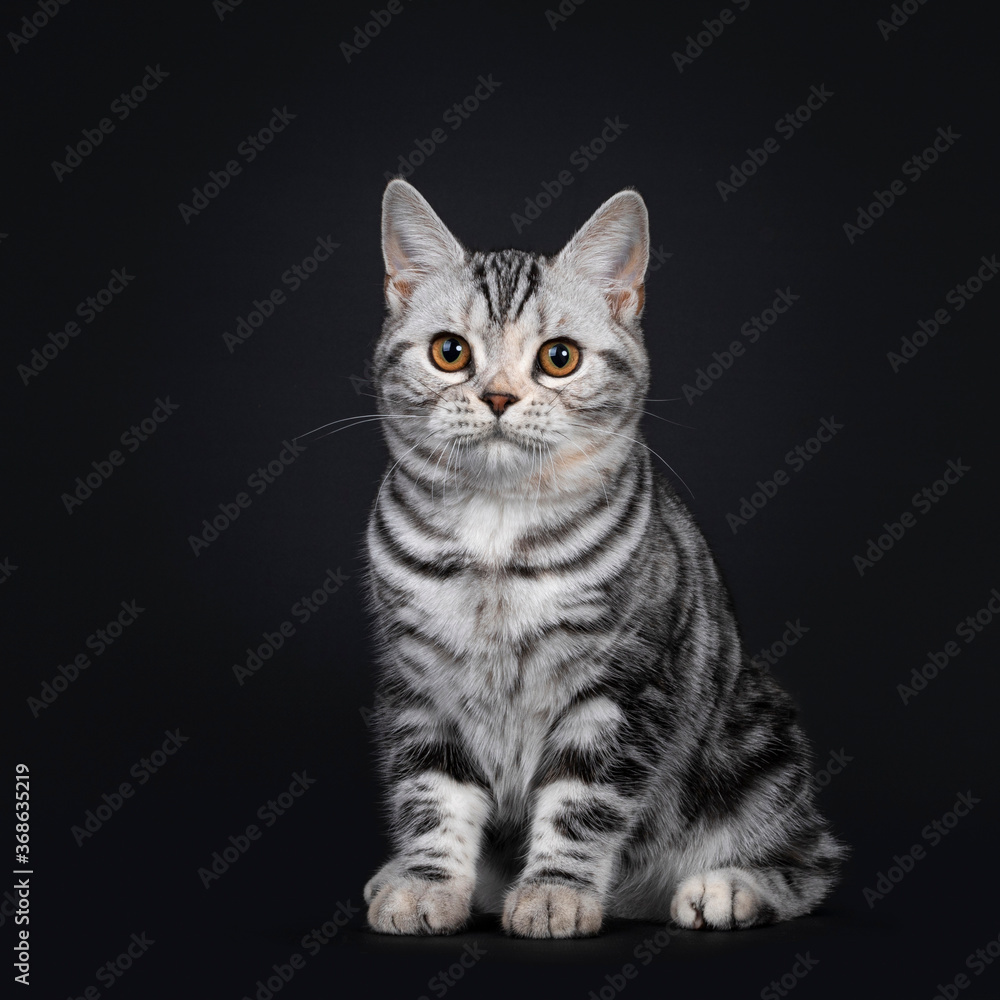 Cute silver tortie American Shorthair cat kitten, sitting side ways. Looking beside camera with orange eyes. Isolated on black background.