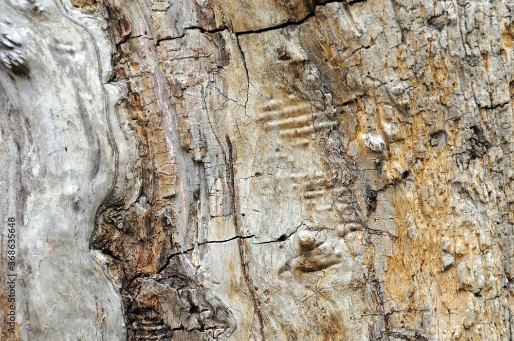 natural background. the surface of an old cracked tree without bark natural background. the surface of an old cracked tree without bark