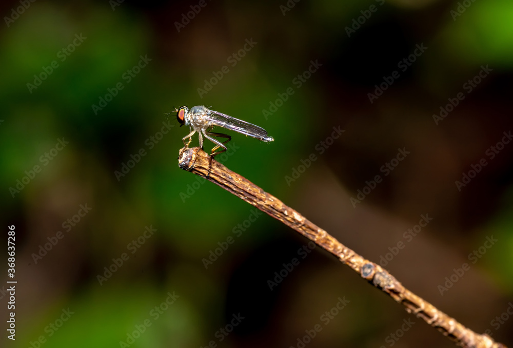 Close up Robberfly (Asilidae) in nature wildlife Close up Robberfly (Asilidae) in nature wildlife