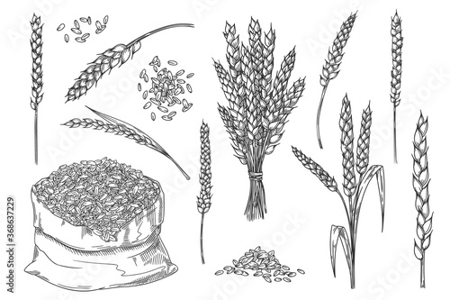 Wheat spikelet. Hand drawn isolated bakery design element. Wheat ear spikelet, grain bunch, seed in textile bag sketch. Baking raw kernel material illustration. Cereals vector set. Farm harvest