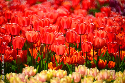 逆光の赤いチューリップ