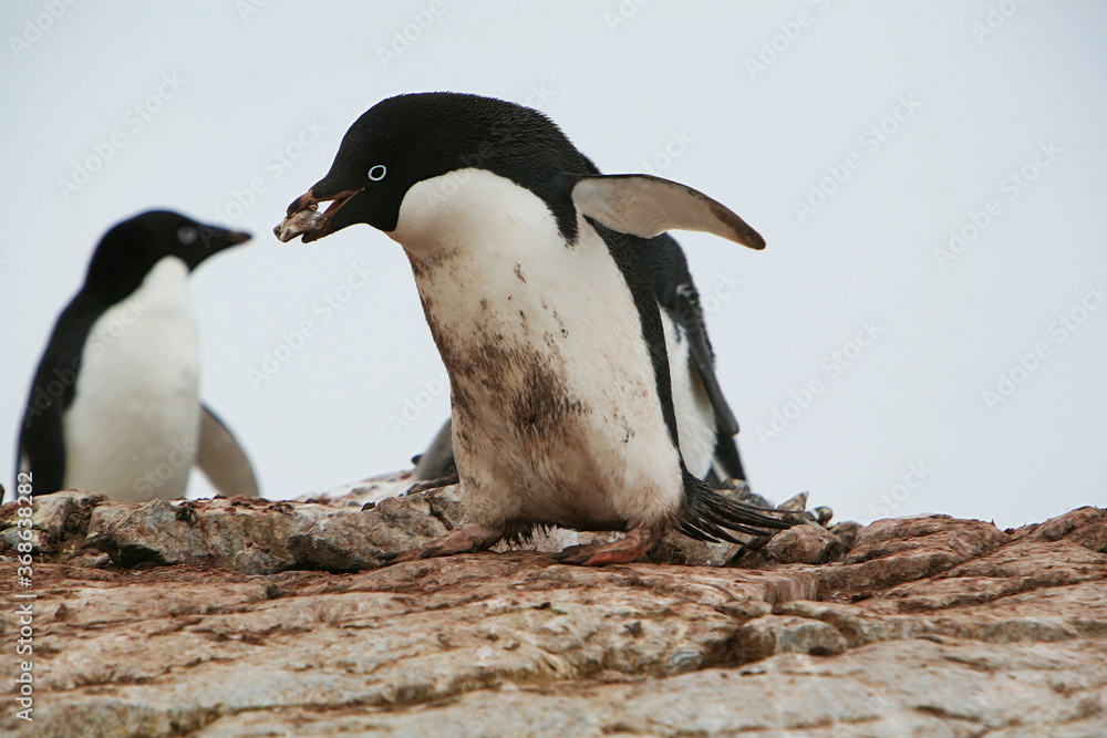 Naklejka premium Adélie penguin carrying stones to its nest in Antarctic Peninsula.