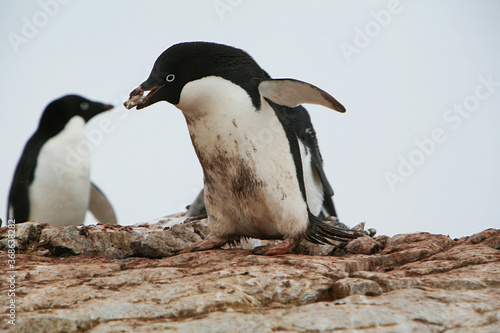 Ad  lie penguin carrying stones to its nest in Antarctic Peninsula.