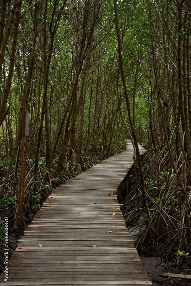 Wooden foot path in mangrove forest Wooden foot path in mangrove forest