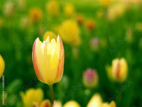 クリーム色のチューリップ