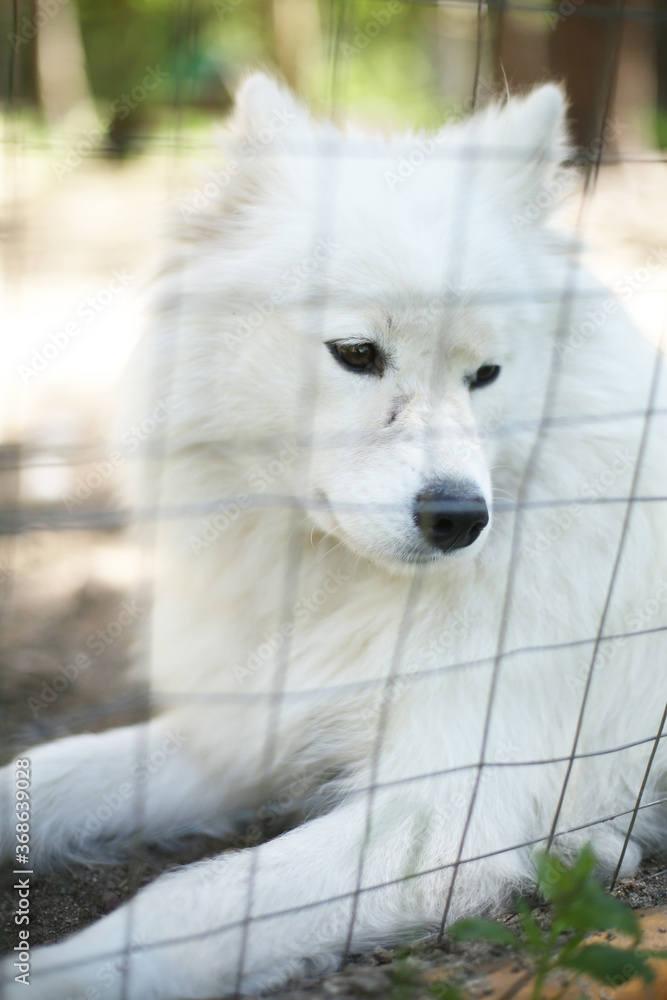 Caged unhappy white fluffy purebred samoyed dog in a zoo. Animal rights protection. Pets and puppies. 