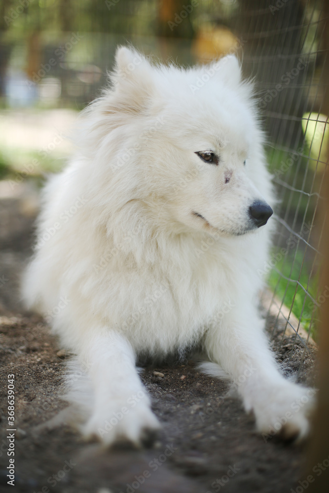 Caged unhappy white fluffy purebred samoyed dog in a zoo. Animal rights protection. Pets and puppies. 