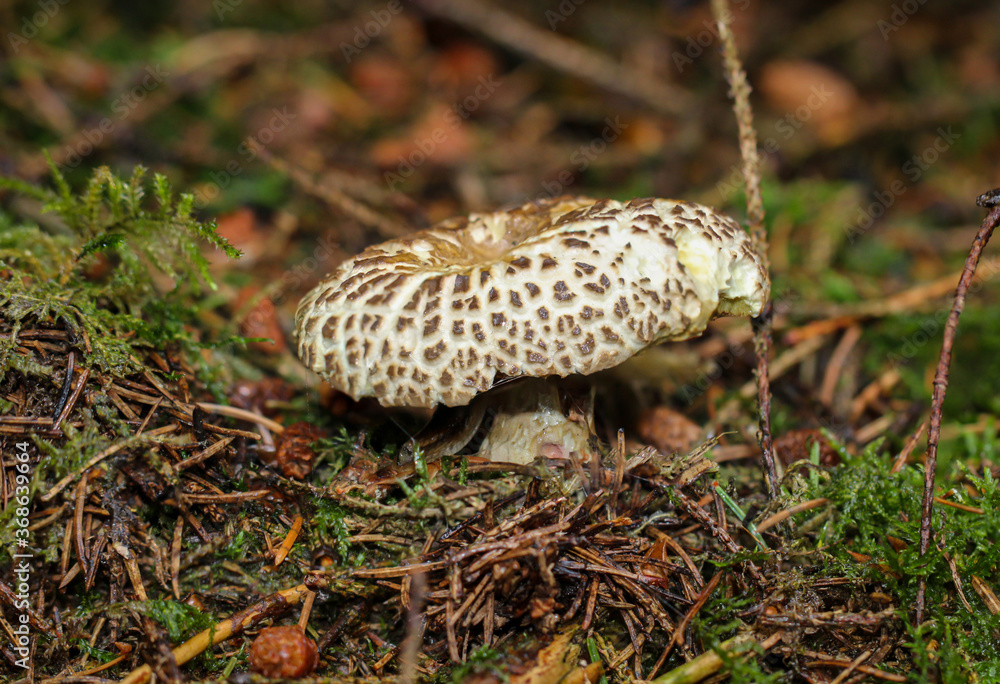 Nahaufnahme von einem Pilz der im Wald durch den Boden gestoßen ist. Nahaufnahme von einem Pilz der im Wald durch den Boden gestoßen ist.