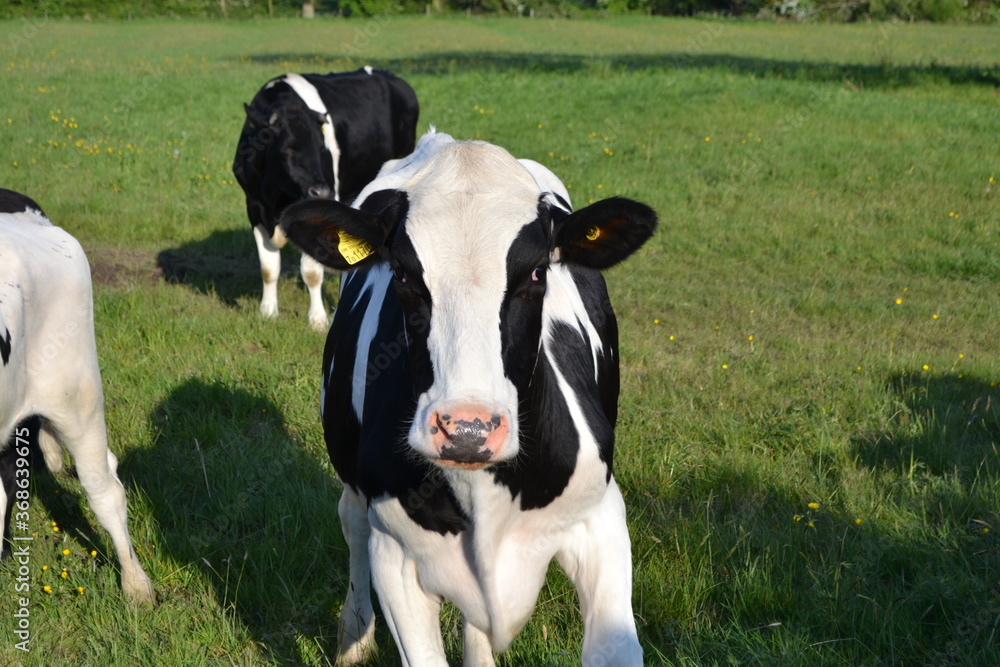 Cows in a field Cows in a field