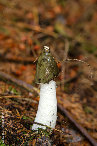 Nahaufnahme einer Morchel im Wald. Die Morcheln sind Schlauchpilze