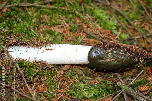 Nahaufnahme einer Morchel im Wald. Die Morcheln sind Schlauchpilze photo