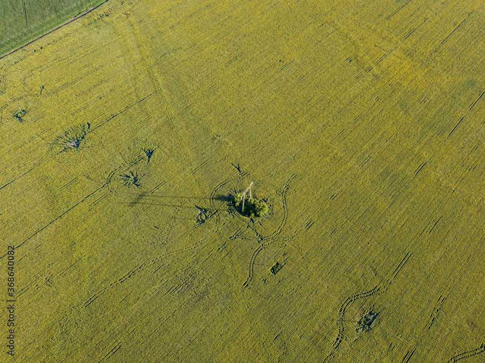 Power line through a green field of sunflowers. Aerial drone view. Power line through a green field of sunflowers. Aerial drone view.