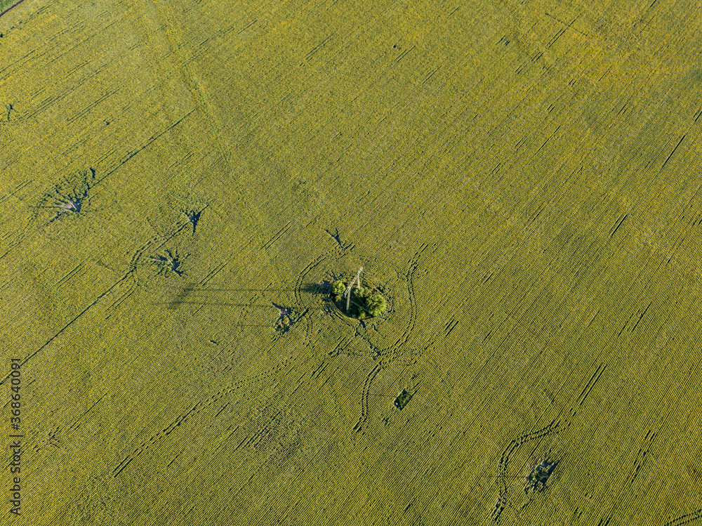 Power line through a green field of sunflowers. Aerial drone view. Power line through a green field of sunflowers. Aerial drone view.