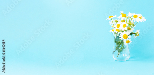 Beautiful summer bouquet of white daisies in a glass transparent vase on a blue background. Banner