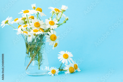 Beautiful summer bouquet of white daisies in a glass transparent vase on a blue background. Copy space
