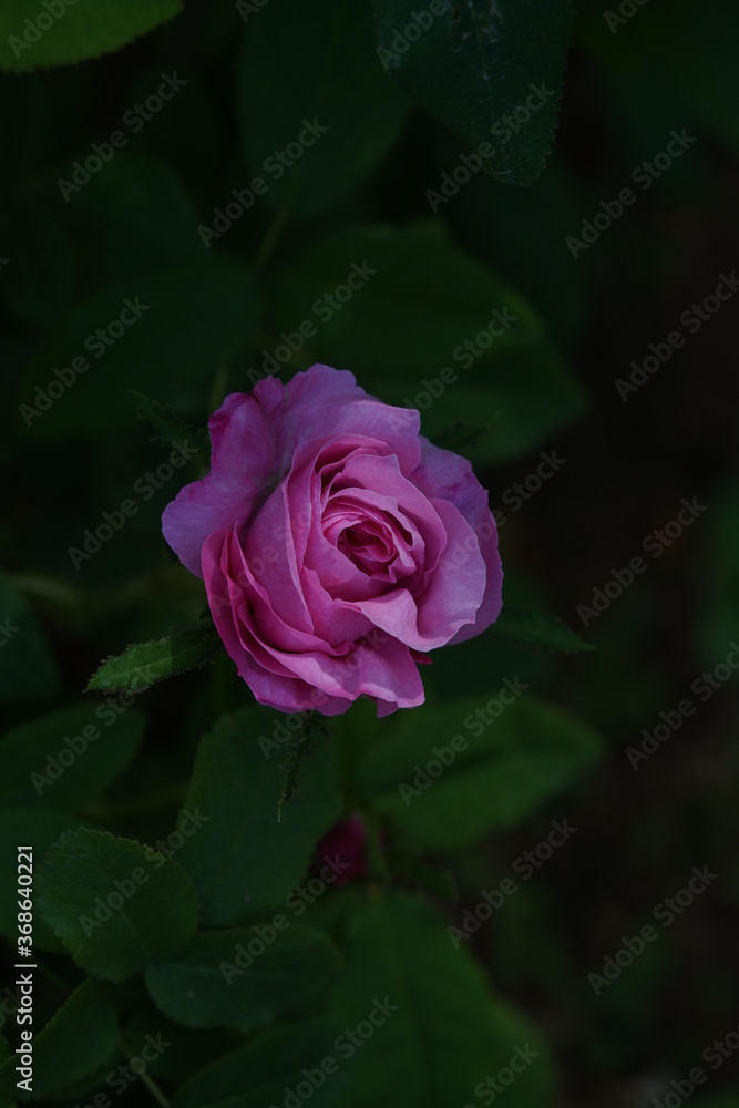 Pink Flower of Rose 'Salet' in Full Bloom
