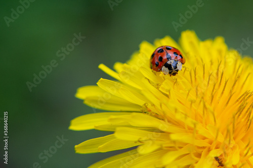 Beautiful ladybug on the dandelion, coccinellids are a family of coleopteran insects from the Cucujoidea superfamily. 