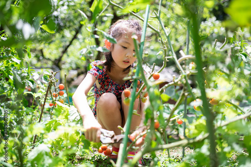 トマトを収穫する女の子