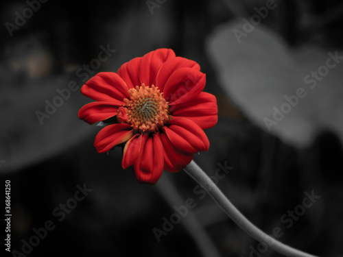 red dahlia flower in black background