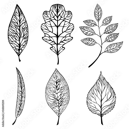 Collection of leaves. Vector set