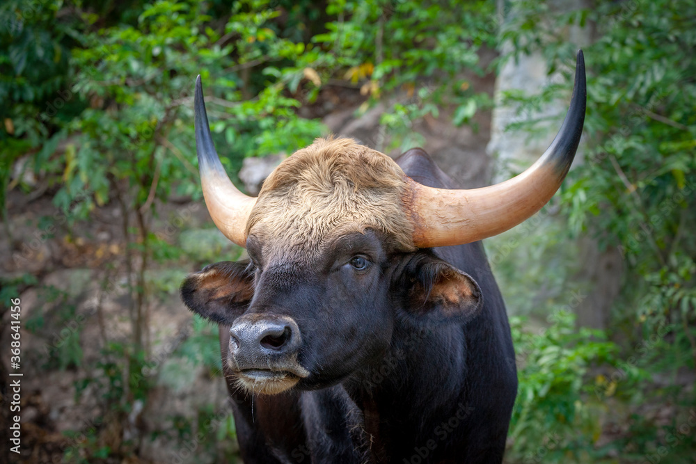 Naklejka premium Gaur, Indian bison