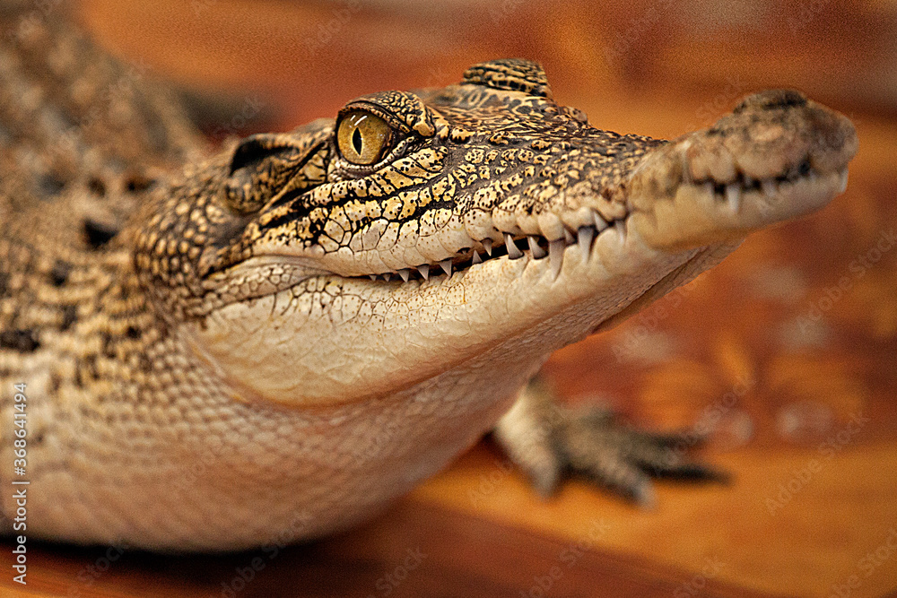 Fototapeta premium Crocodile face closeup.