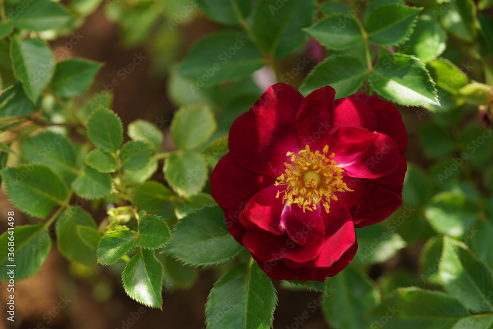 Red Flower of Rose 'Sangria Night' in Full Bloom
