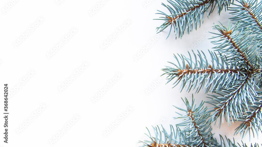branches of a blue spruce on a white background. these trees grow throughout Europe. branches of a blue spruce on a white background. these trees grow throughout Europe.