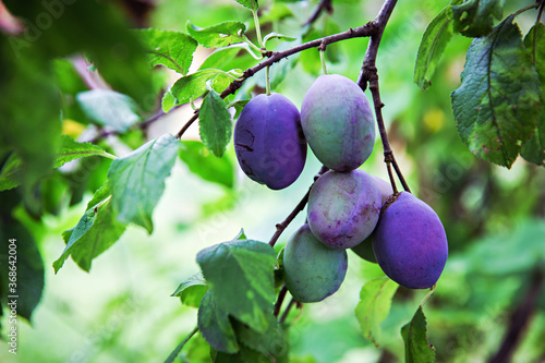 Group of purple plums hanging from the branch, out in the nature. 
