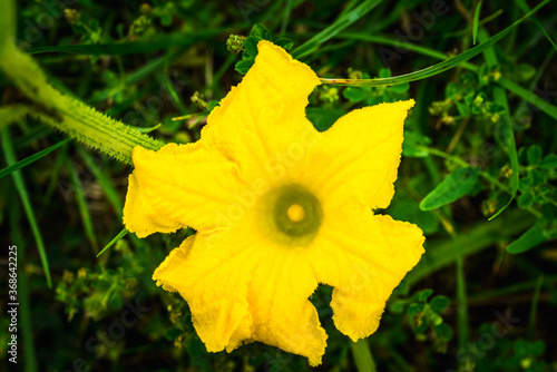 Squash yellow blossom in the garden. Shallow depth of field.