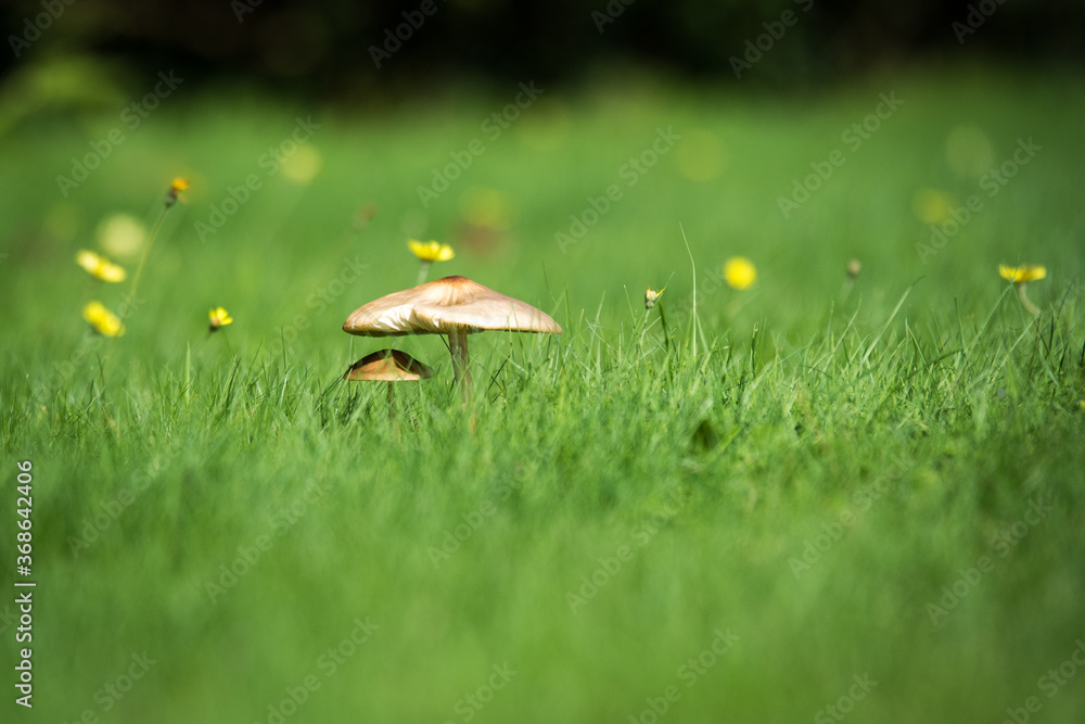 Closeup shot of two mushrooms standing right next to each other, the smaller one growing beneath the bigger one. A sunny day, green meadow with flowers. Closeup shot of two mushrooms standing right next to each other, the smaller one growing beneath the bigger one. A sunny day, green meadow with flowers.