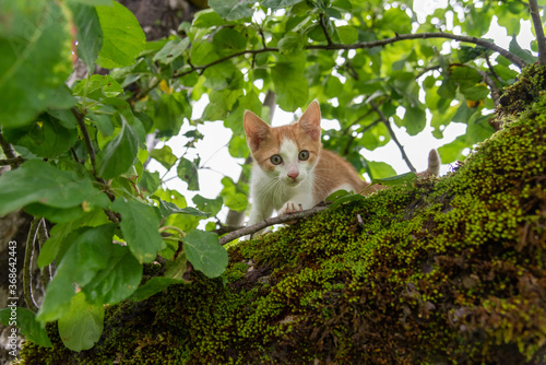 Kleine Katze auf Apfelbaum