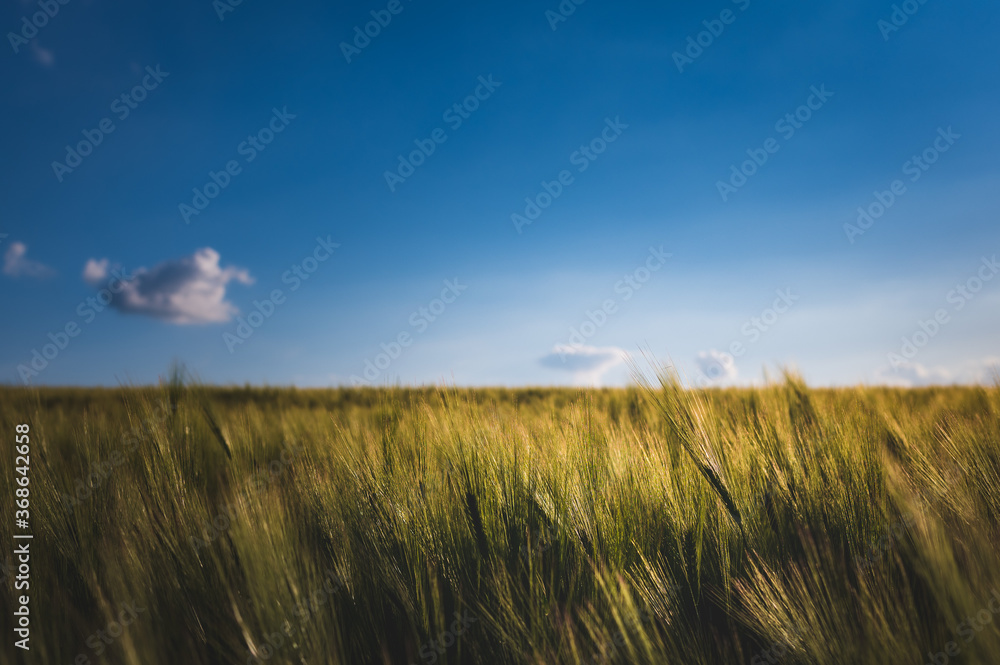 Corn field with grain spikes and a blue sky with few white clouds on a sunny summer day
