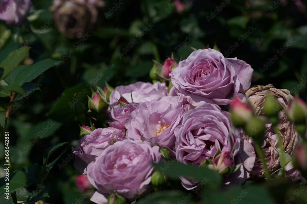 Light Purple Flower of Rose 'Shinoburedo' in Full Bloom
Light Purple Flower of Rose 'Shinoburedo' in Full Bloom