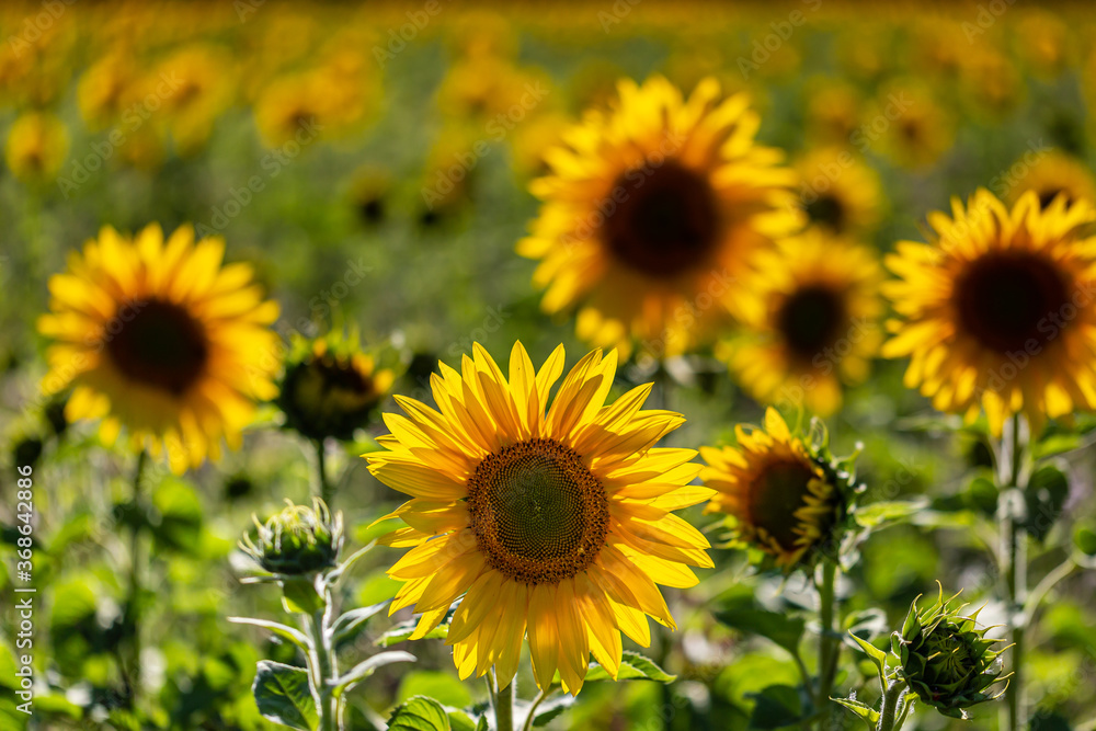 Sunflowers in a Field in Sussex