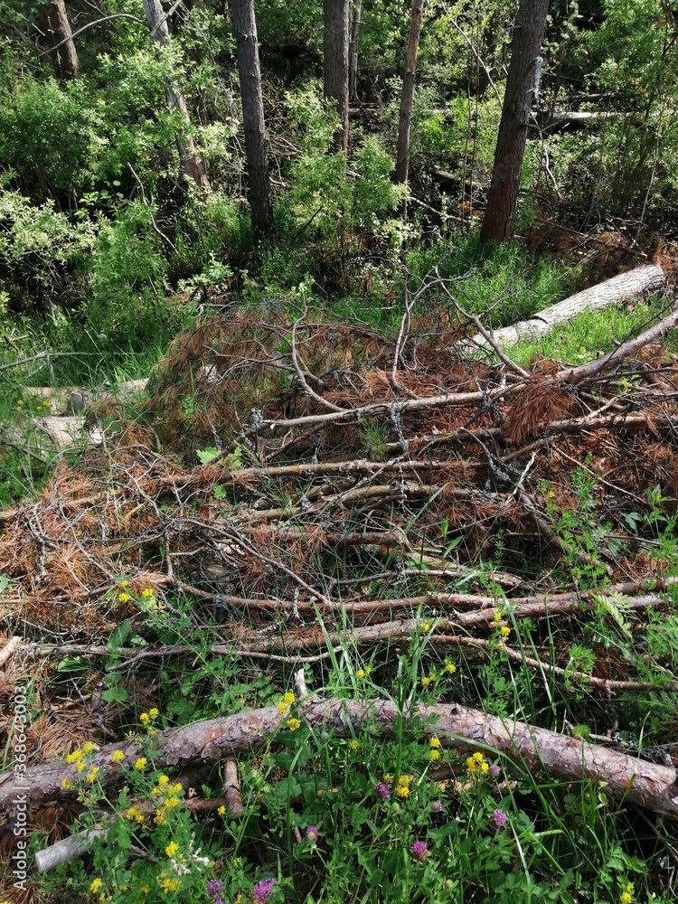 Sawn tree trunk. The wood was cut into stumps in the forest. Firewood from the sawed pine trees lie on the ground. Sawn tree trunk. The wood was cut into stumps in the forest. Firewood from the sawed pine trees lie on the ground.