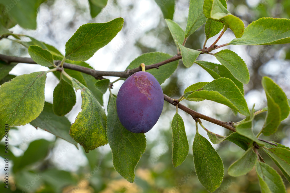 The plums ripen in late summer. Here you can see a typical farm plum.