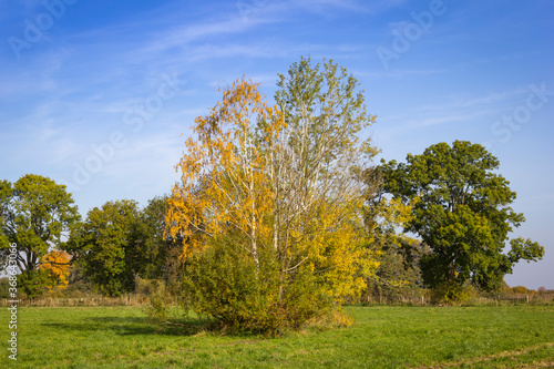 Autumnally coloured leaves and trees on a meadow. © CeHa