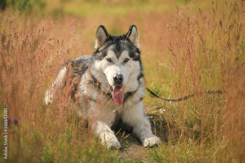 alaskan malamute dog on the grass