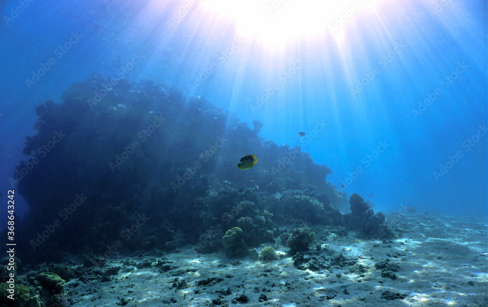 Obraz premium underwater scene with coral reef and sunlight