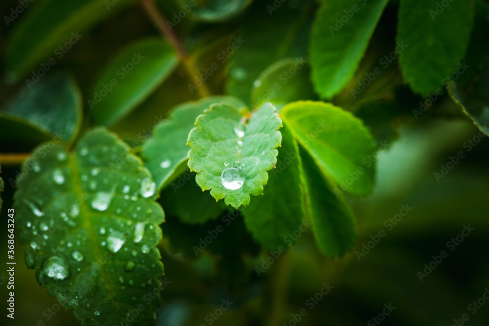 Fototapeta premium Fresh green leaves with water drops in the garden. Selective focus. Shallow depth of field.
